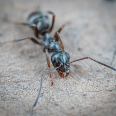 Ants