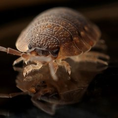 Bed bugs