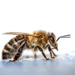 Bees