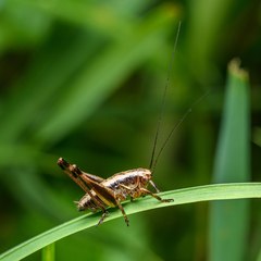 Crickets