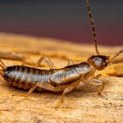 Earwigs
