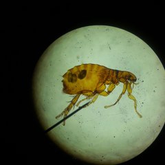 Fleas