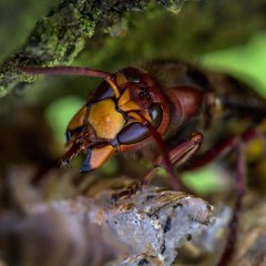 Hornets
