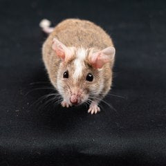 Mice