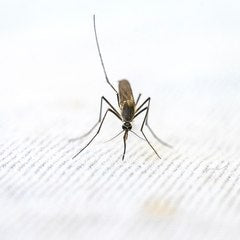 Mosquitoes