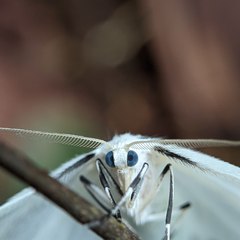Moths