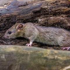 Rats