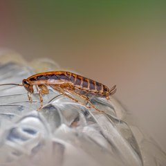 Roaches