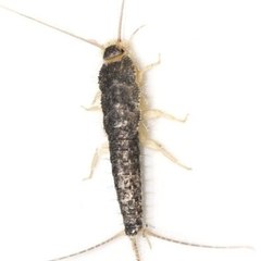 Silverfish