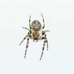 Spiders