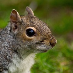 Squirrels