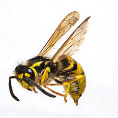 Wasps